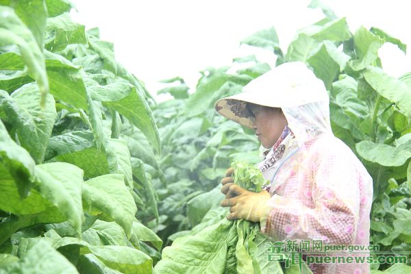 煙草1.jpg